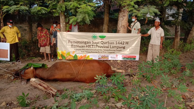 Melalui HKTI LazisMU Lakukan Penyembelihan Hewan Qurban di TUBABA